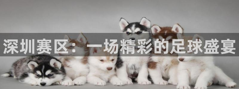 深圳赛区：一场精彩的足球盛宴